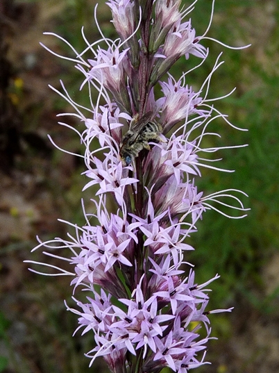 {Liatris tenuifolia}